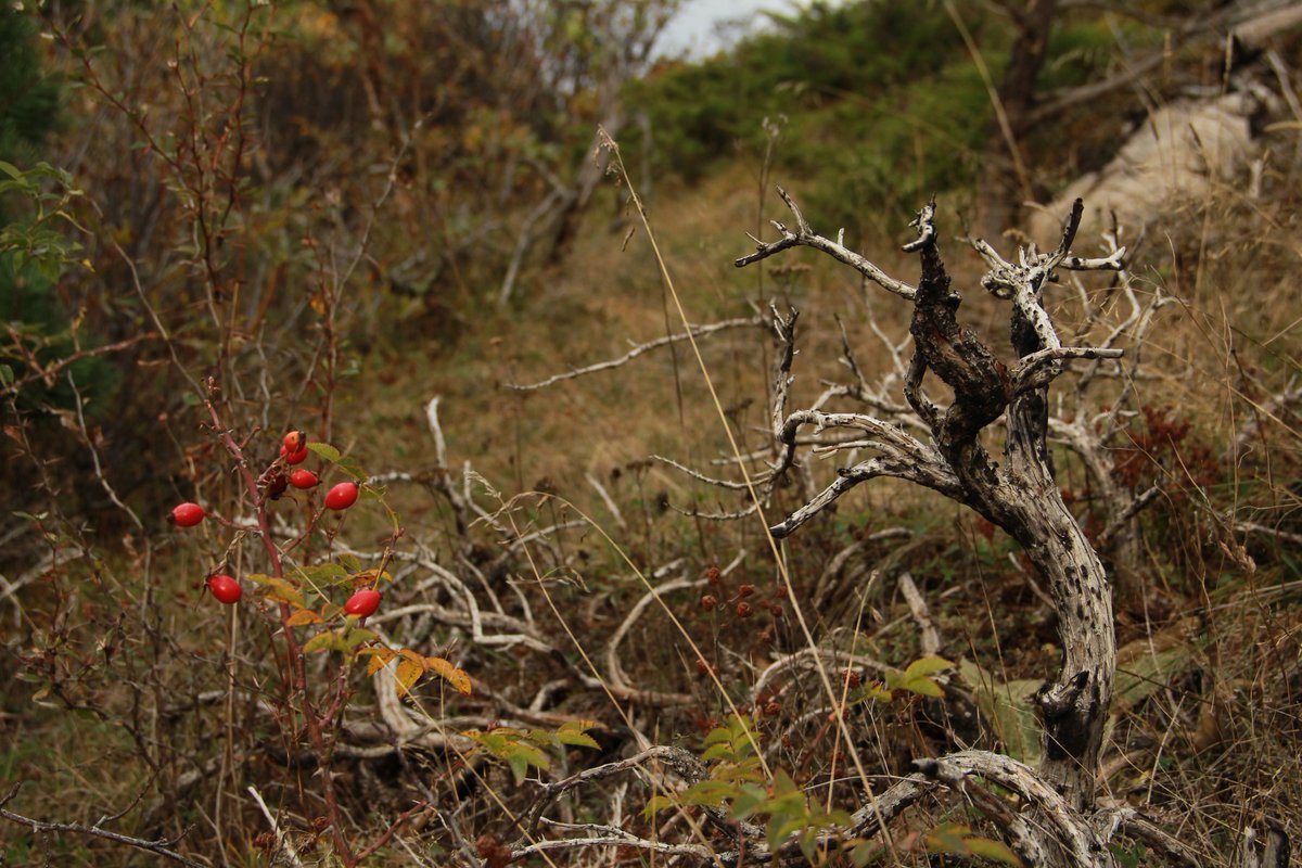Это же Сашхен! 🌙 tweet media