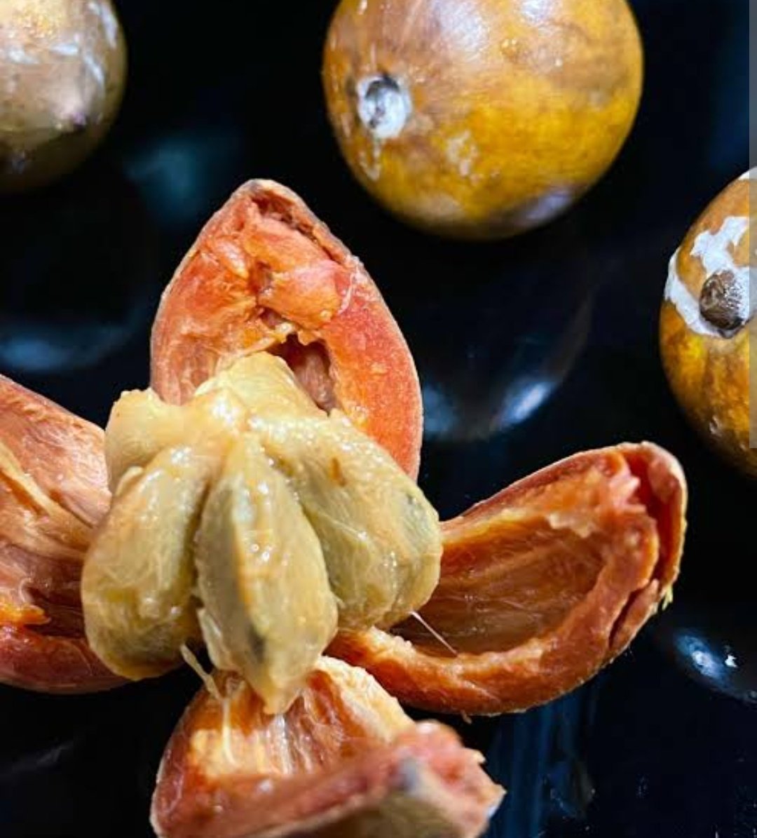 Impactor01's tweet photo. Our Fruit for today is CHERRY A.K.A [AGBALOMO] A.K.A AFRICA STAR APPLE.
A.K.A  (Chrysophyllum albidum).

- Rich in antioxidants and vitamins A, C, and E
- Good source of dietary fiber
- May help lower cholesterol and blood pressure
- Has anti-inflammatory properties
- Supports immune system and digestive health
In Nigeria, it's also used to make yummy jams, jellies, and even wine 🍷. 

^Have you mixed [agbalumo] Africa star apple and any order fruit for smoothie before? 
^If you'll mix, which fruit will it be?
^ Have you taken agbalumo this year?