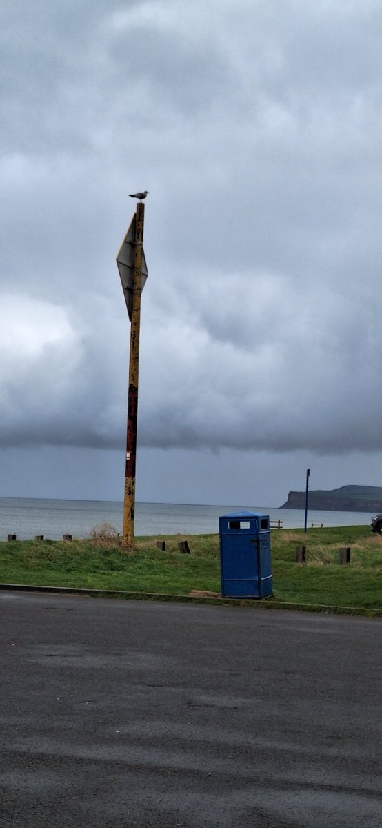 Evening all, a very wet and windy trip to Redcar yesterday and an obligatory #RubbishBirdPic for #SmallBeautiesHour #BecauseofClem #ThreadofGold