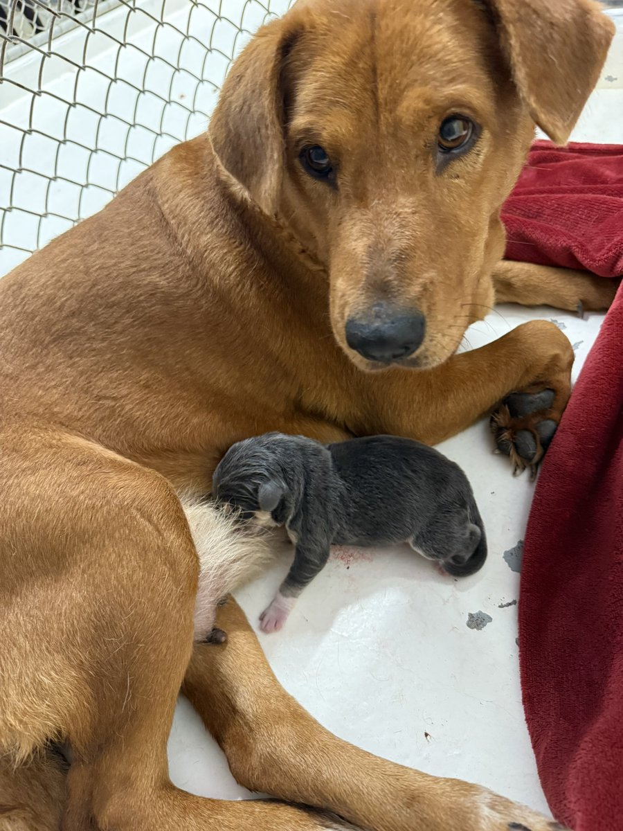 South Texas Animal Rescue Group, AKA STAR Group tweet media