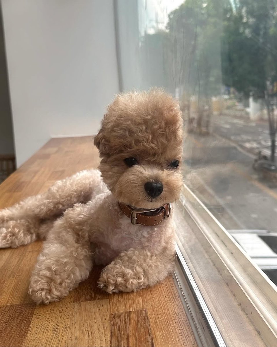 WeRateDogs tweet media