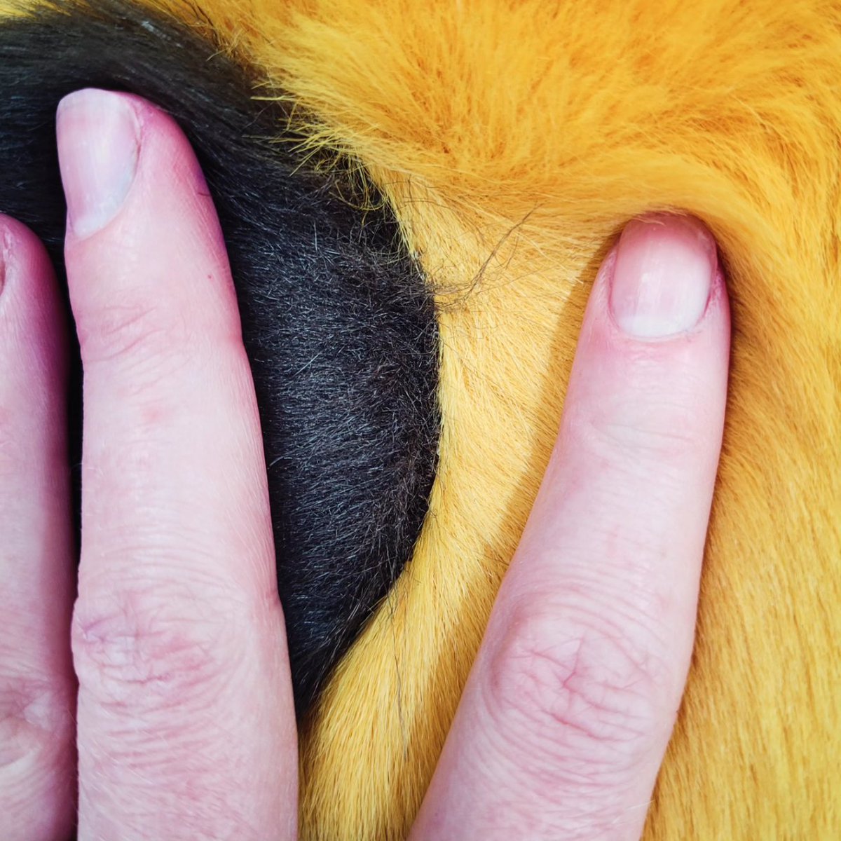 Selkie Suits tweet media