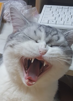 세라💙 tweet media