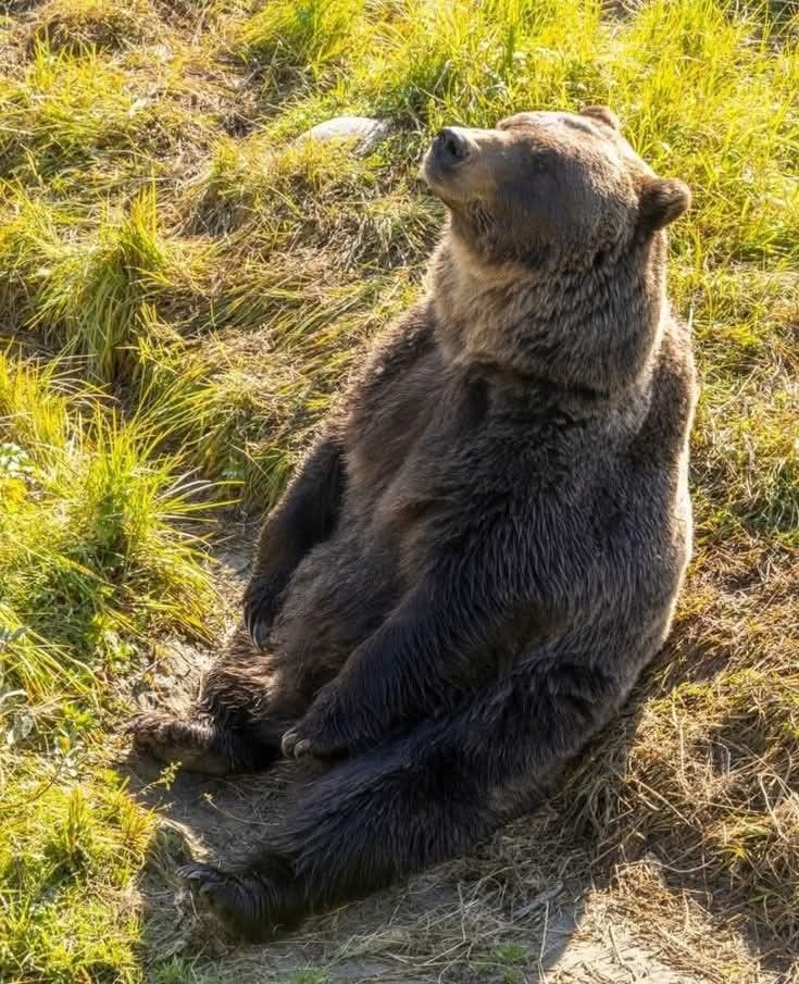 Todo Dia Ursos tweet media