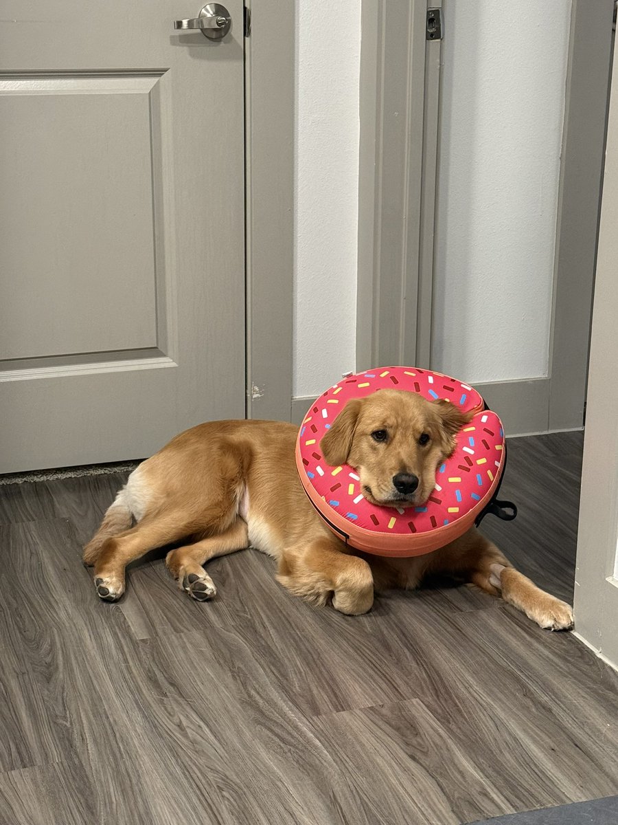 MikeIndo22's tweet image. Day 1,233 of tweeting @vindiesel until he promises me he’s going to put Pepas in the next Fast movie.  I will never stop grinding, I am dedicated #family and I know what this song will do to #FastandFurious #Fast11 needs this. I need this. Athena needs this.