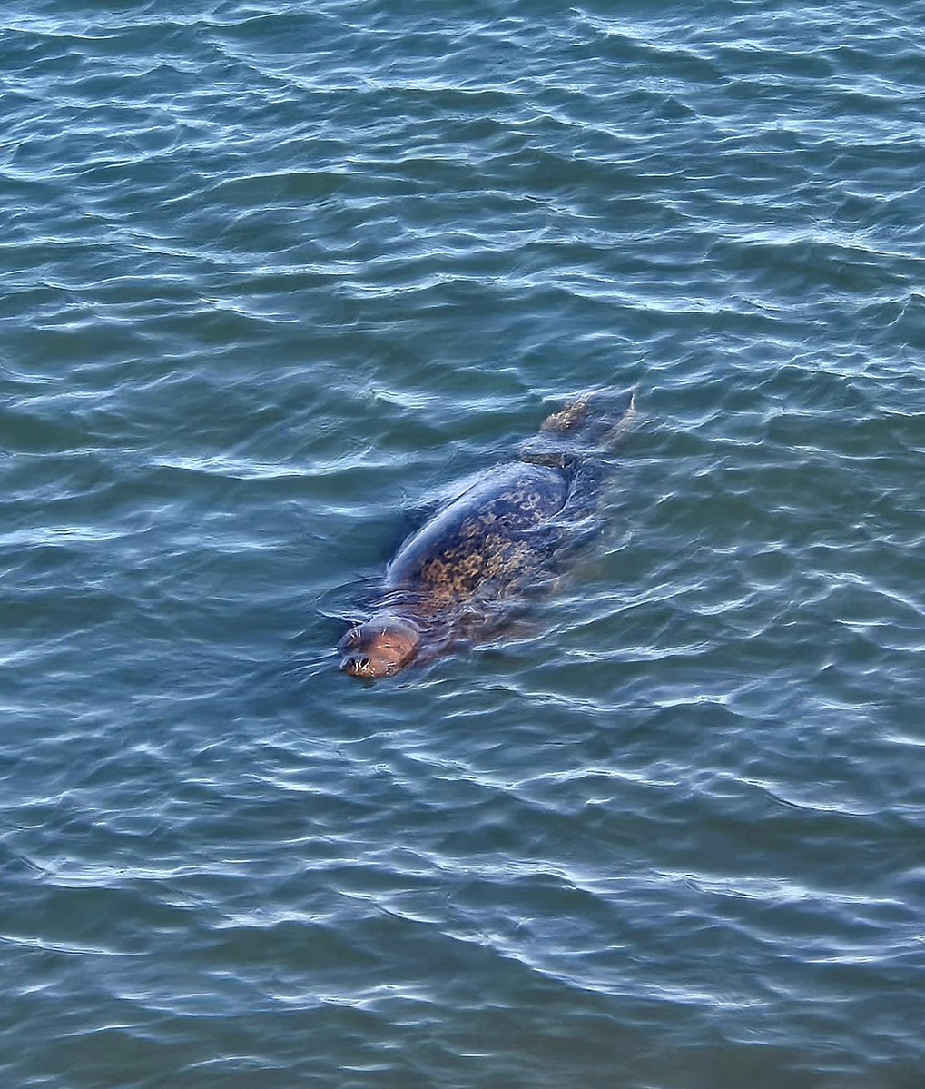 Serene seal 💙

( Picture by kid 🥰)