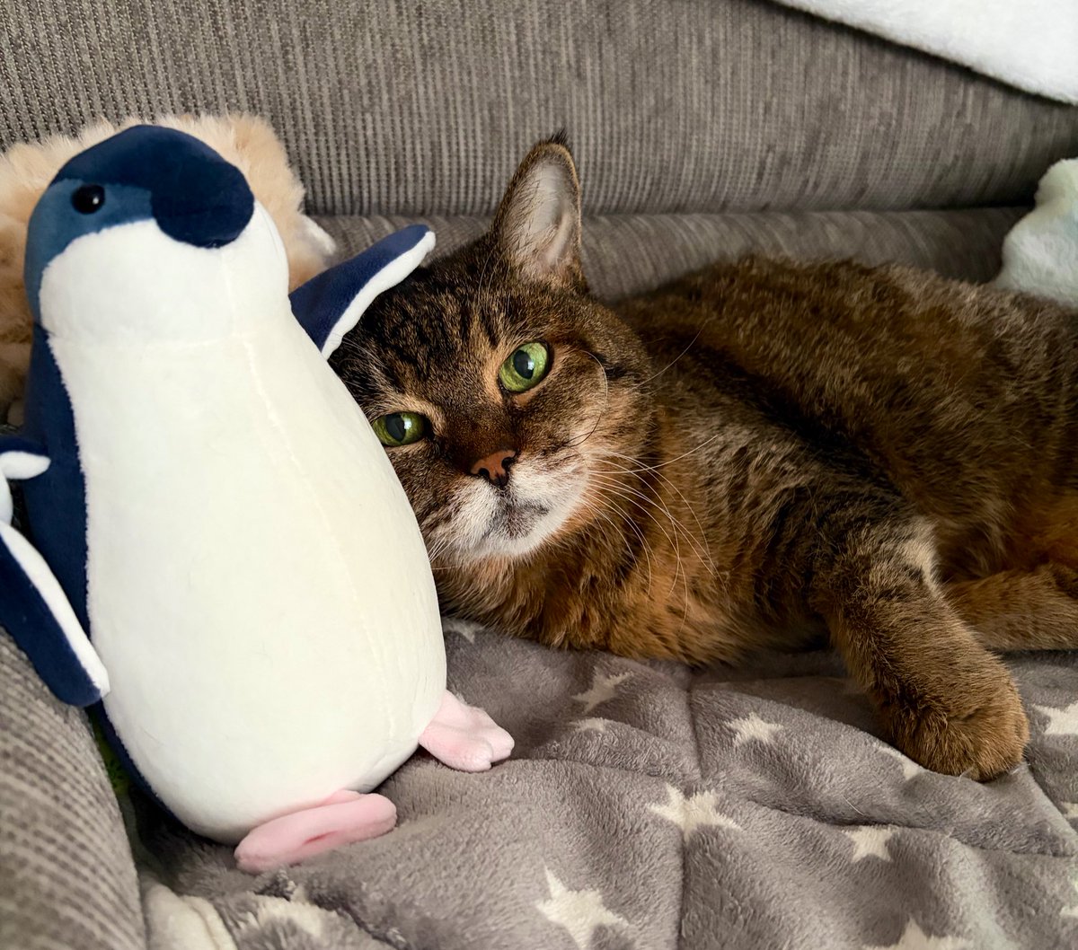 kairi_e's tweet photo. 🐧🐈 https://t.co/4bU25S7Err