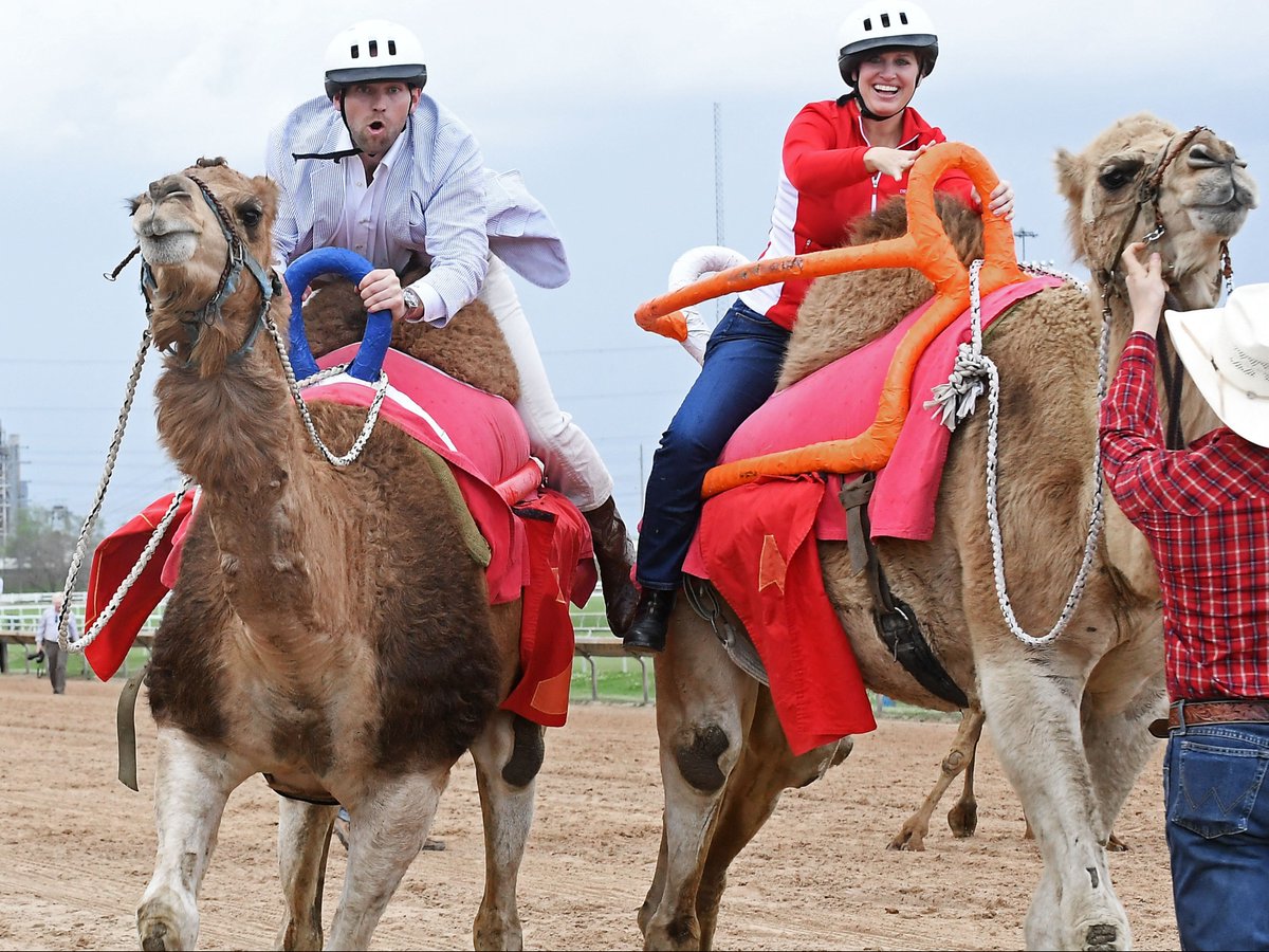 Sam Houston Race Park tweet media