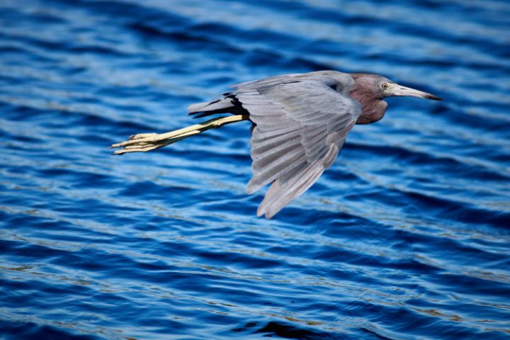 Michiale Schneider Carney tweet media