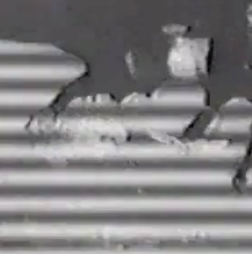 Live forever tweet media