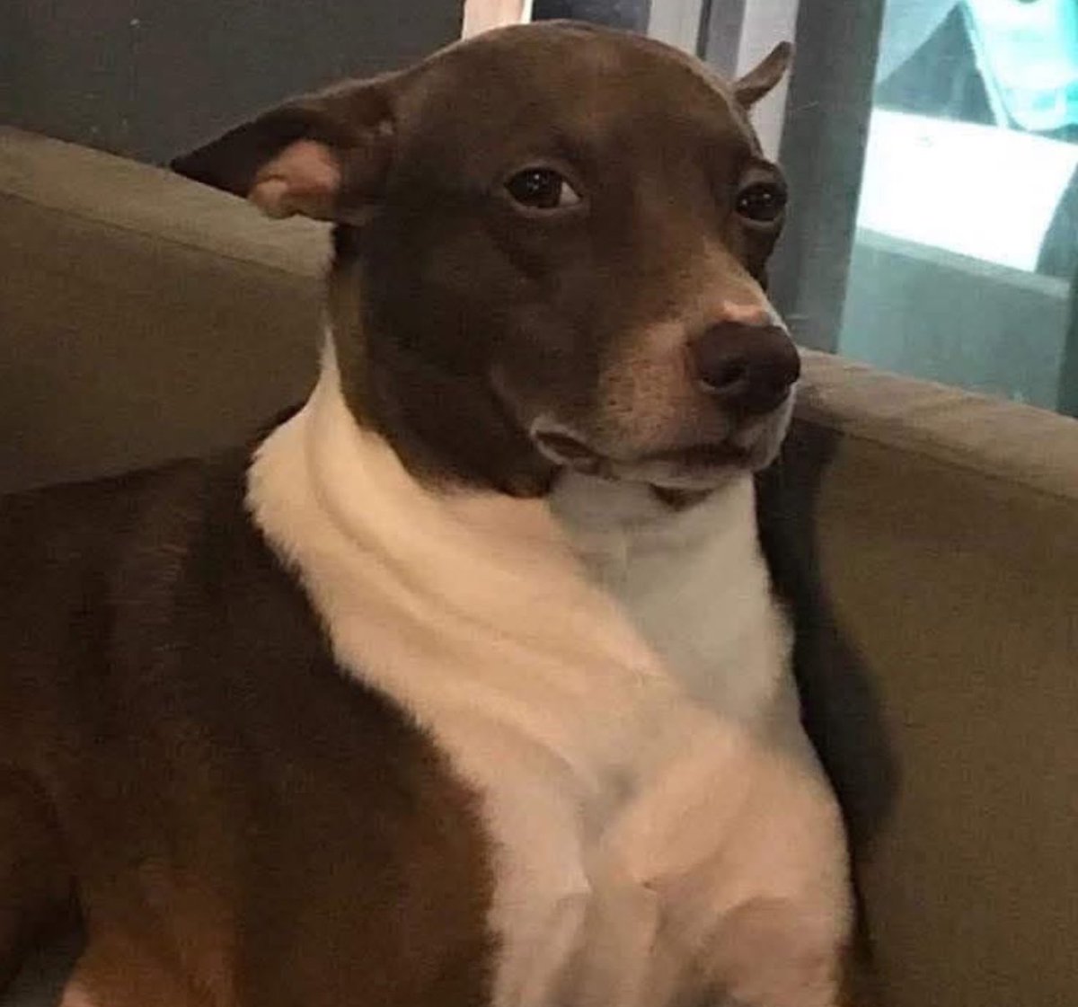 Luis Vercetti tweet media