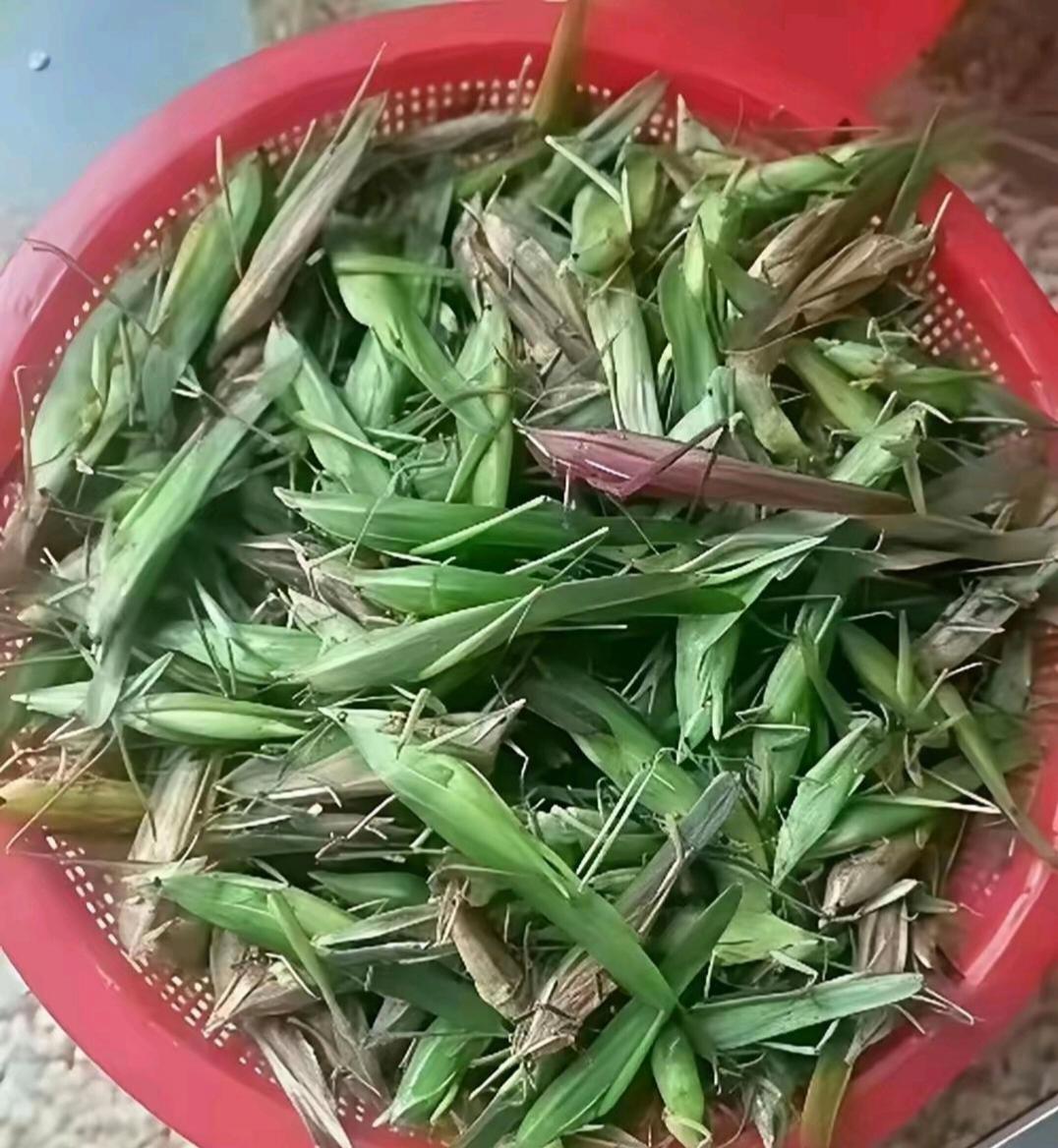 芳草青青 tweet media