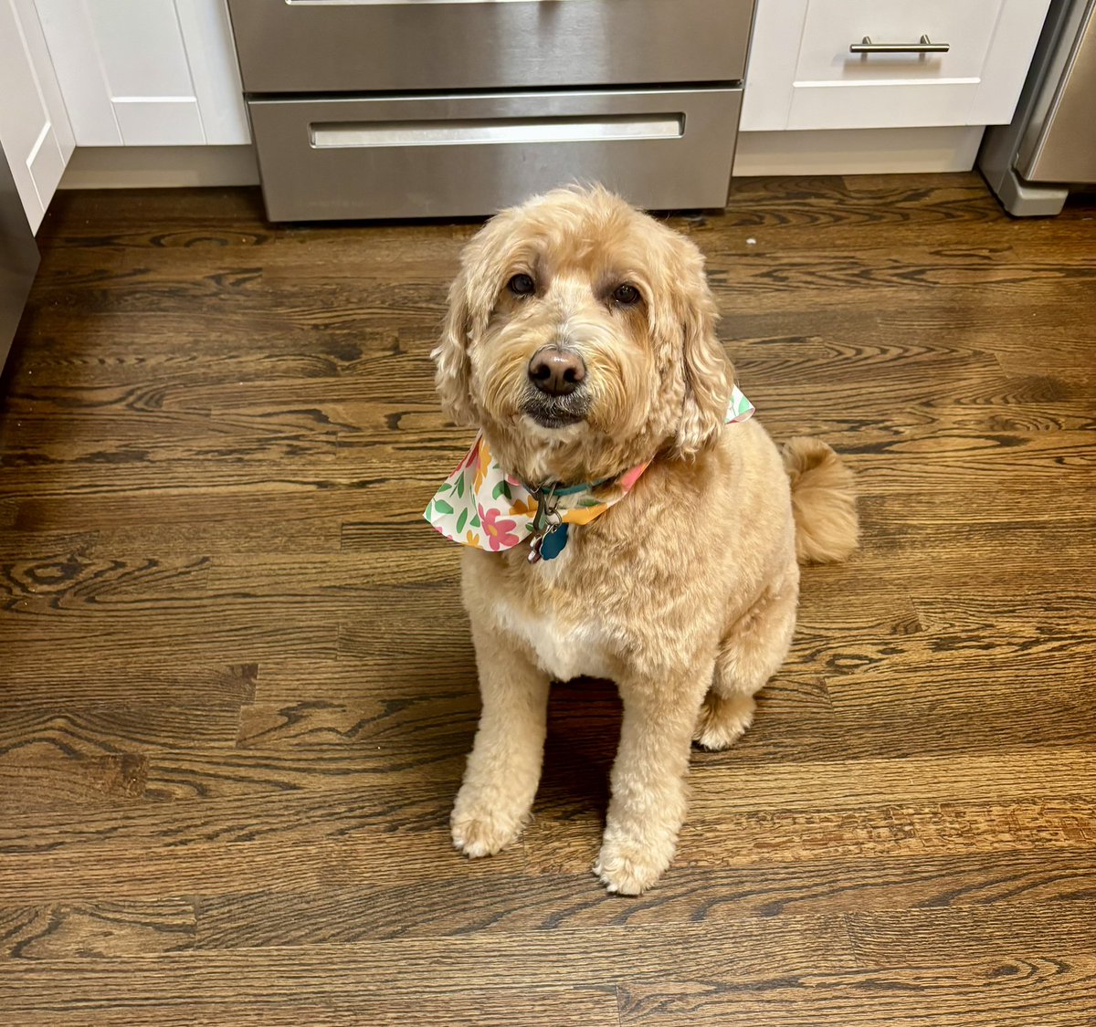 MikeREarnshaw's tweet image. As if Ruby couldn’t get any cuter!

She said, “I’m here for the groom, not the drama.” 
 Noise‑canceling headphones on. Anxiety off(ish). 

#goldendoodle #dog #dogdad #doglover