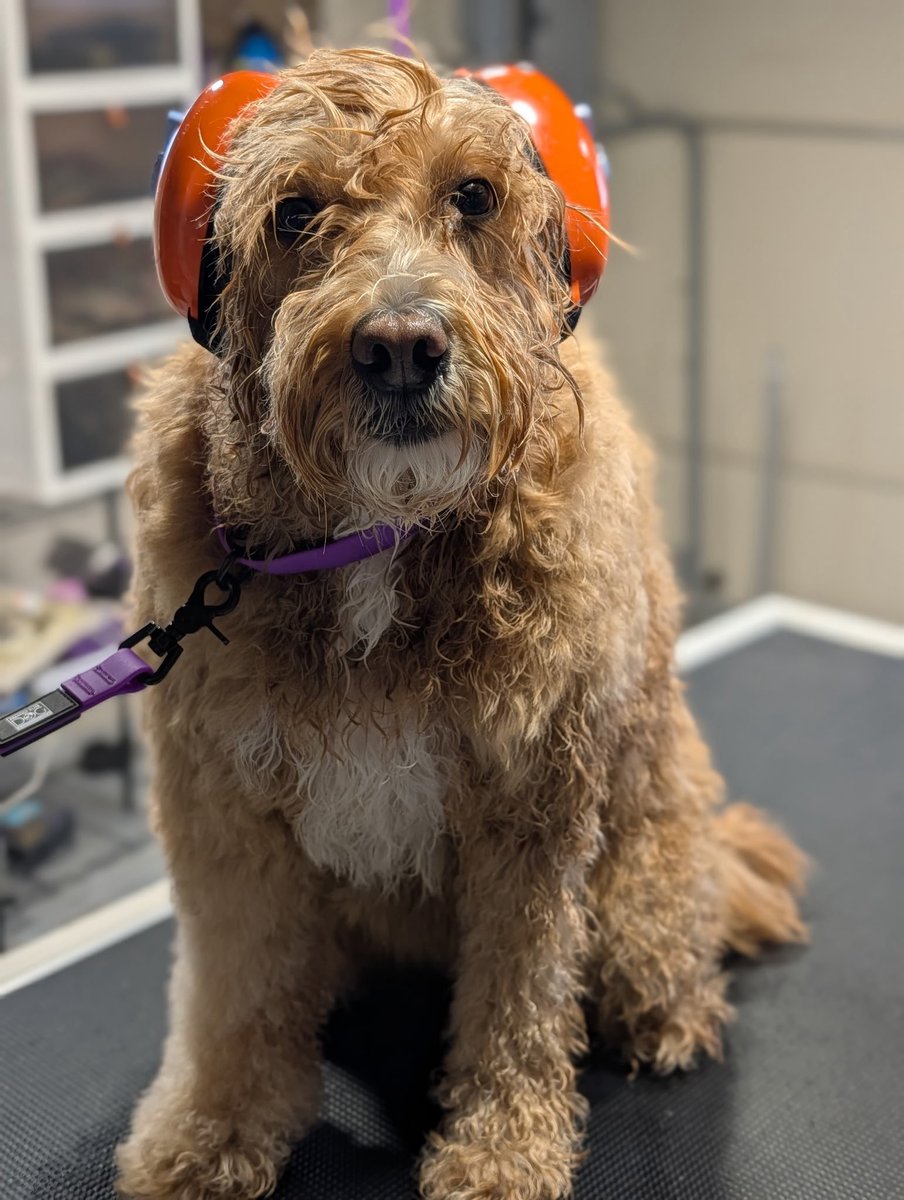 MikeREarnshaw's tweet image. As if Ruby couldn’t get any cuter!

She said, “I’m here for the groom, not the drama.” 
 Noise‑canceling headphones on. Anxiety off(ish). 

#goldendoodle #dog #dogdad #doglover