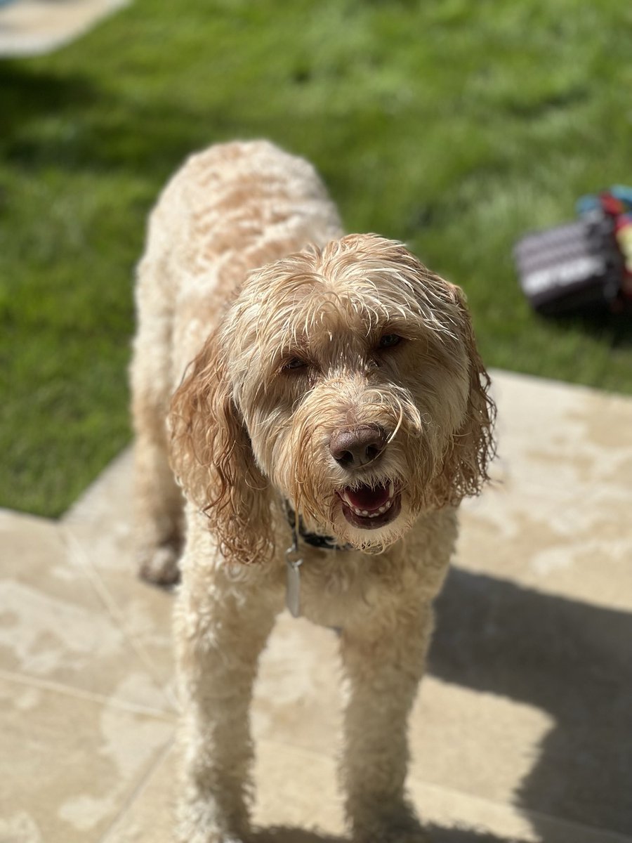 BillDelMonte tweet media