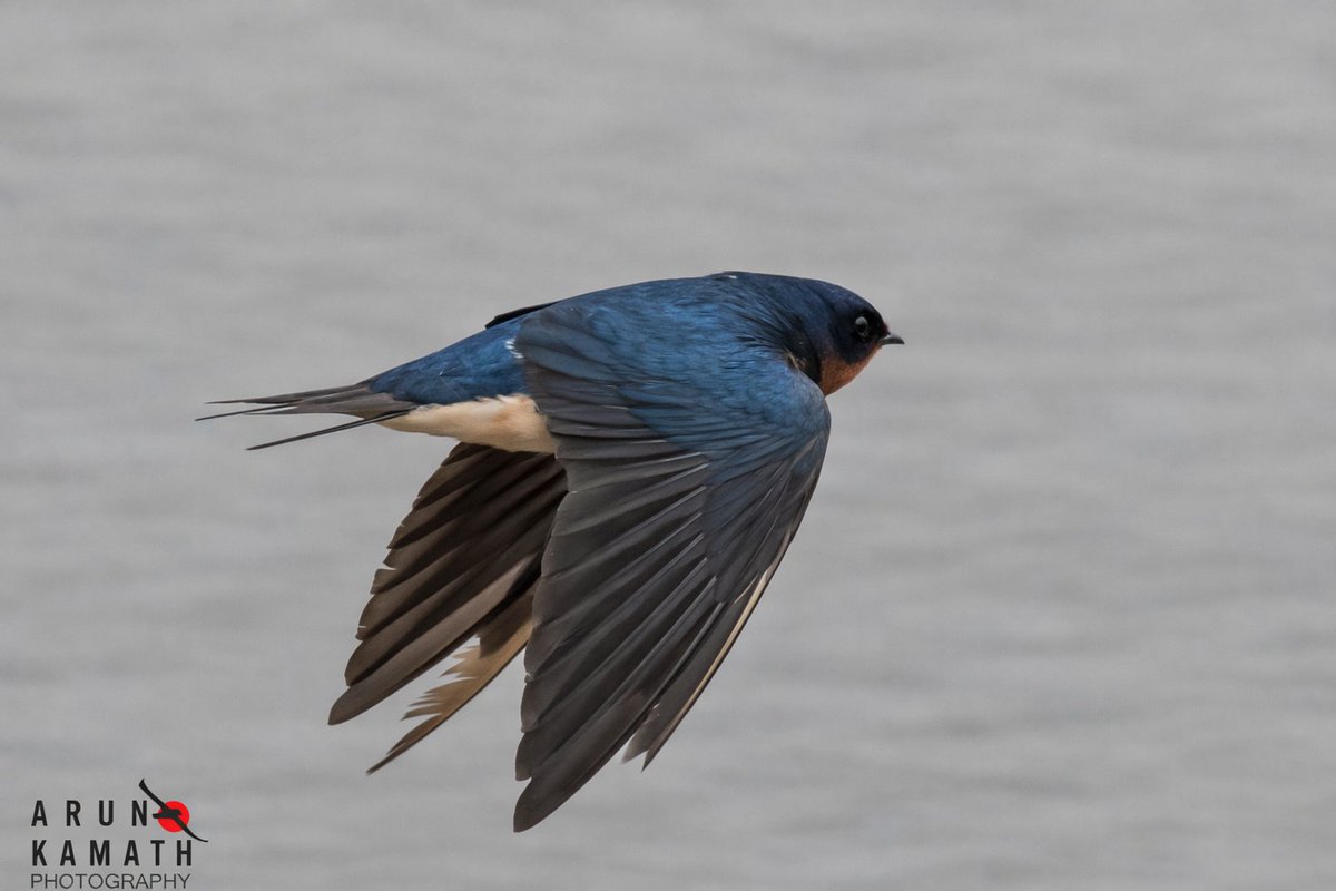 Arun Kamath🕊 tweet media