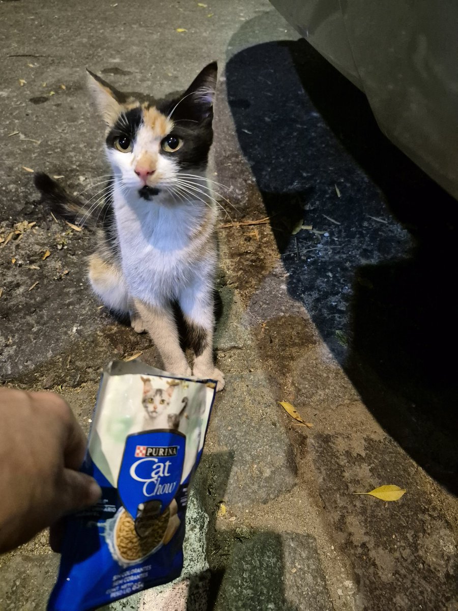 Encontré esta gatita en Otamendi al 400, en caballito. Hembra de unos 4 meses. Está muy asustada y no se dejó agarrar. No puedo adoptarla ya que tengo 2, pero por favor compartir así le buscamos un hogar #ADOPCIÓN #michis pls rt