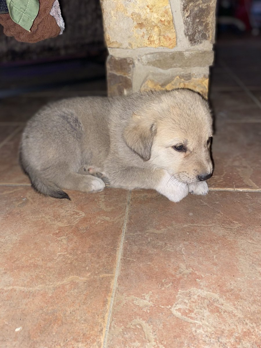 New LGD on the farm. Shadow