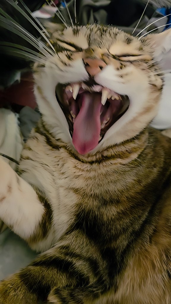 ErwinUlep's tweet photo. #Kiki #LOL #Cleocatra #Cat https://t.co/bUPHkWaXjW