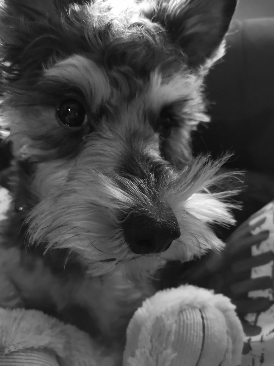 𝖲𝗐𝖺𝗇 滅 🪻🌿 tweet media