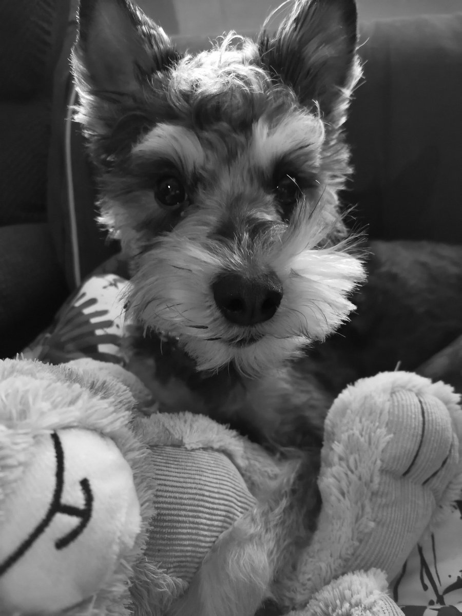 𝖲𝗐𝖺𝗇 滅 🪻🌿 tweet media