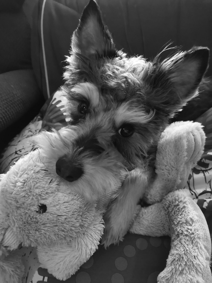 𝖲𝗐𝖺𝗇 滅 🪻🌿 tweet media