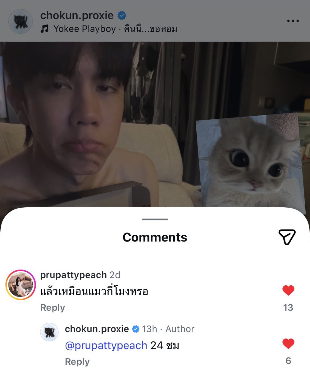 ชอกึนแมวแท้ 28000000%