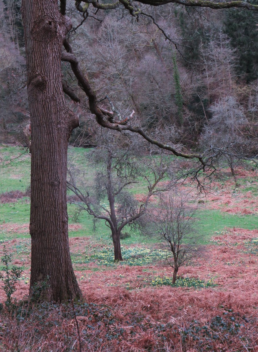 Matthew Shute 🌳 tweet media