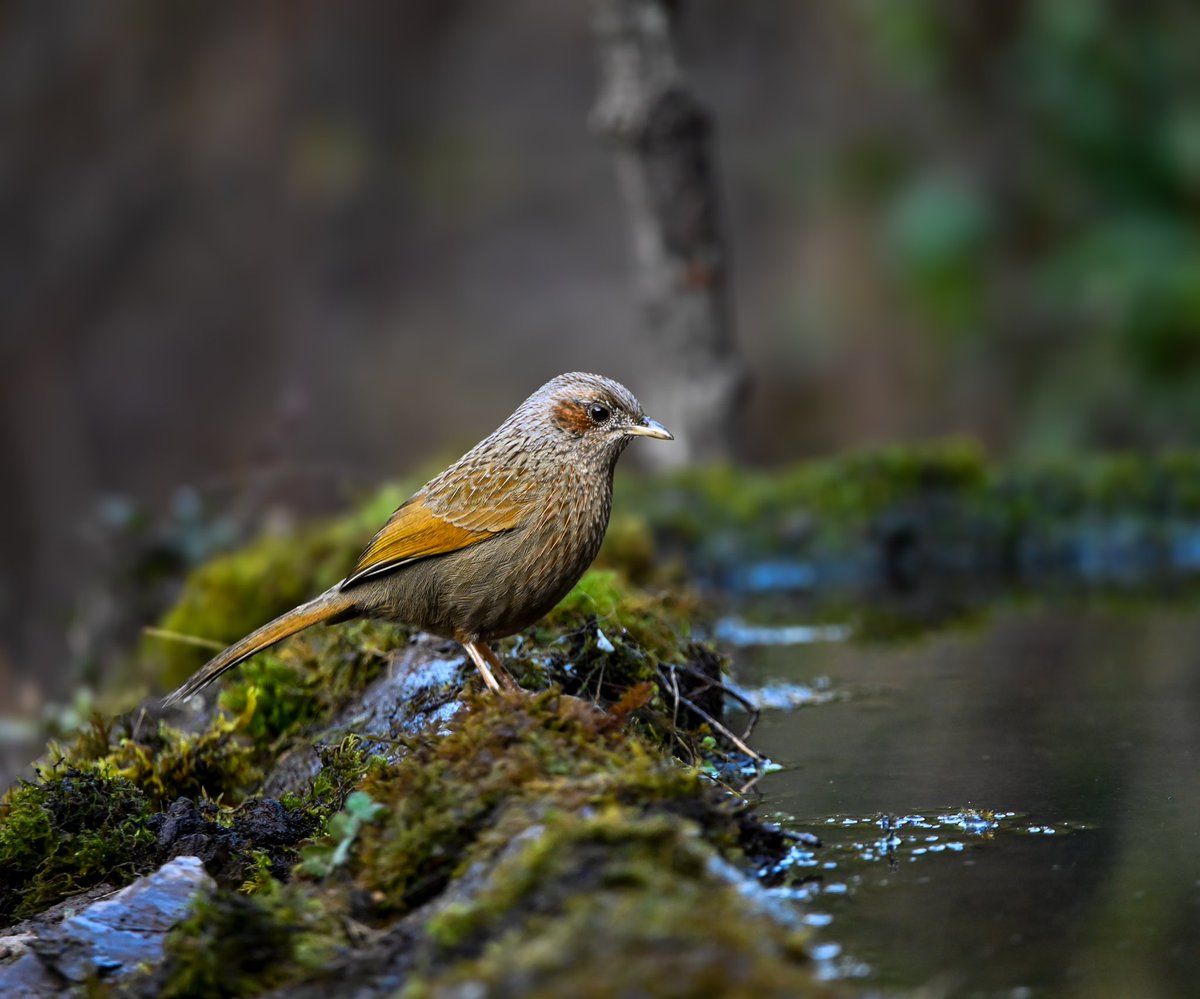 Amit Sood tweet media