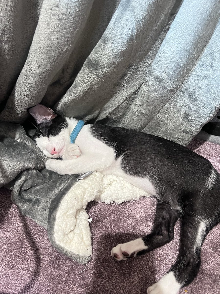 feli 🐔 ling tweet media