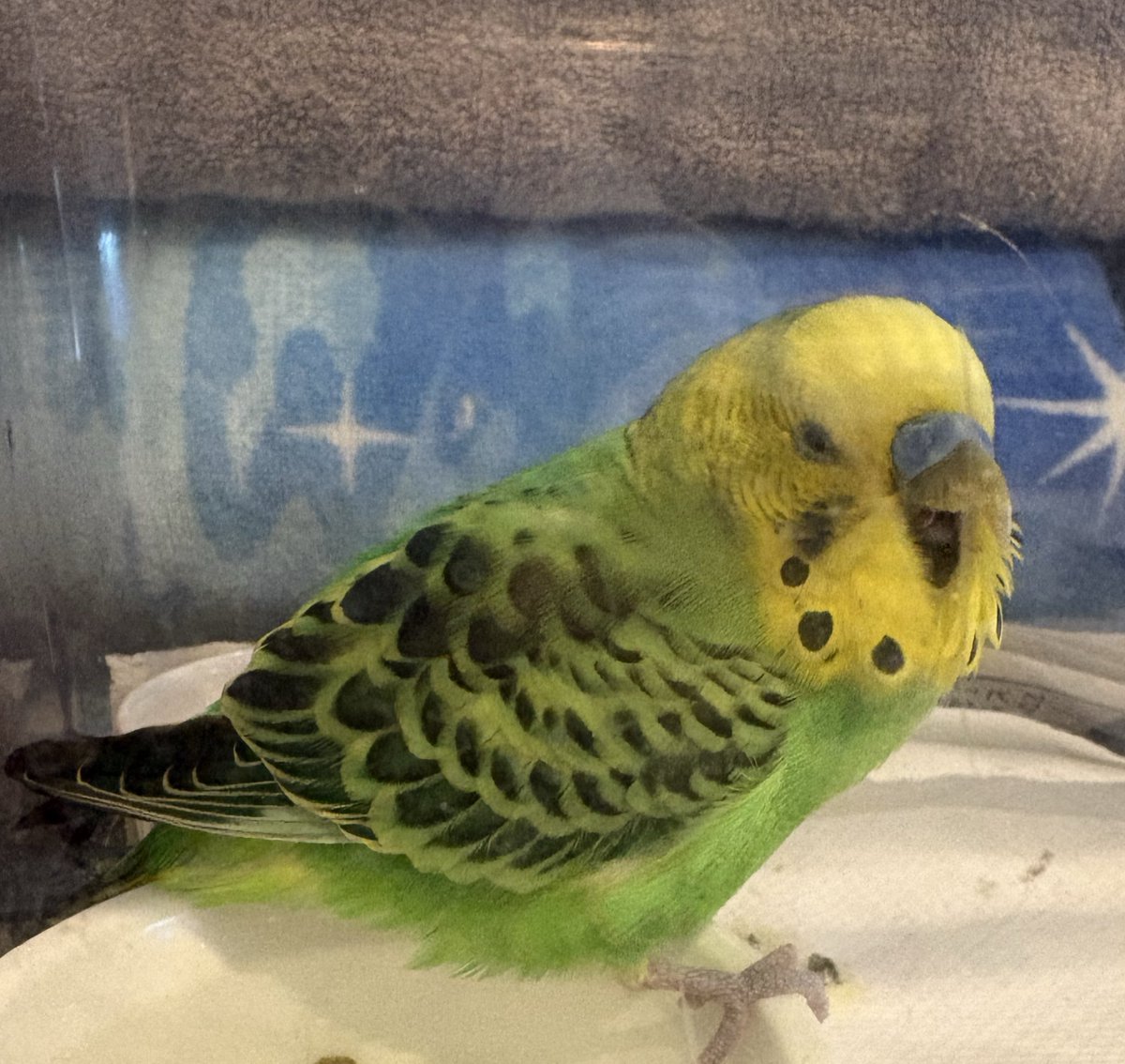 💜ちょんじょんぐ🫰🥴💜 tweet media