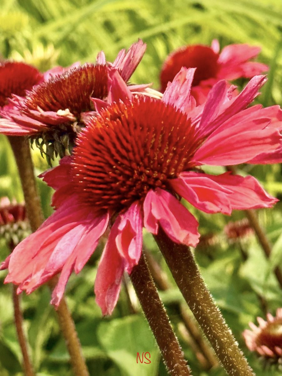 💃NS💃🇺🇸🕊 tweet media