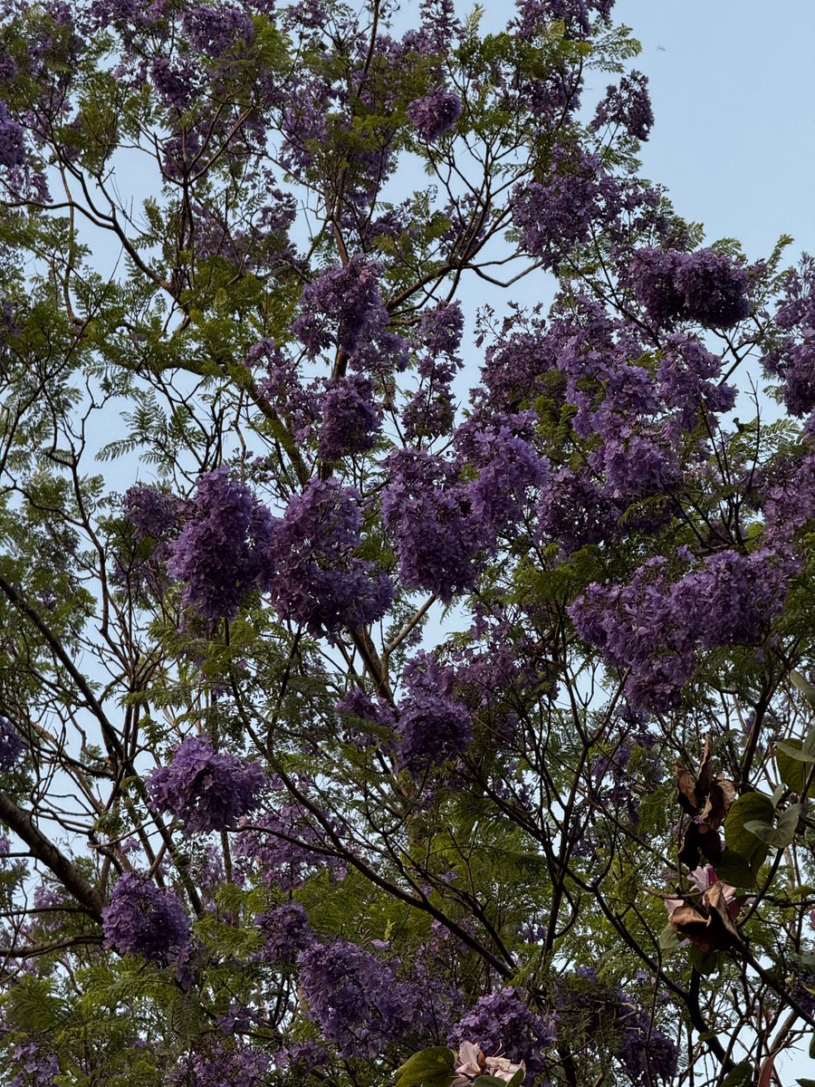 Steph González tweet media