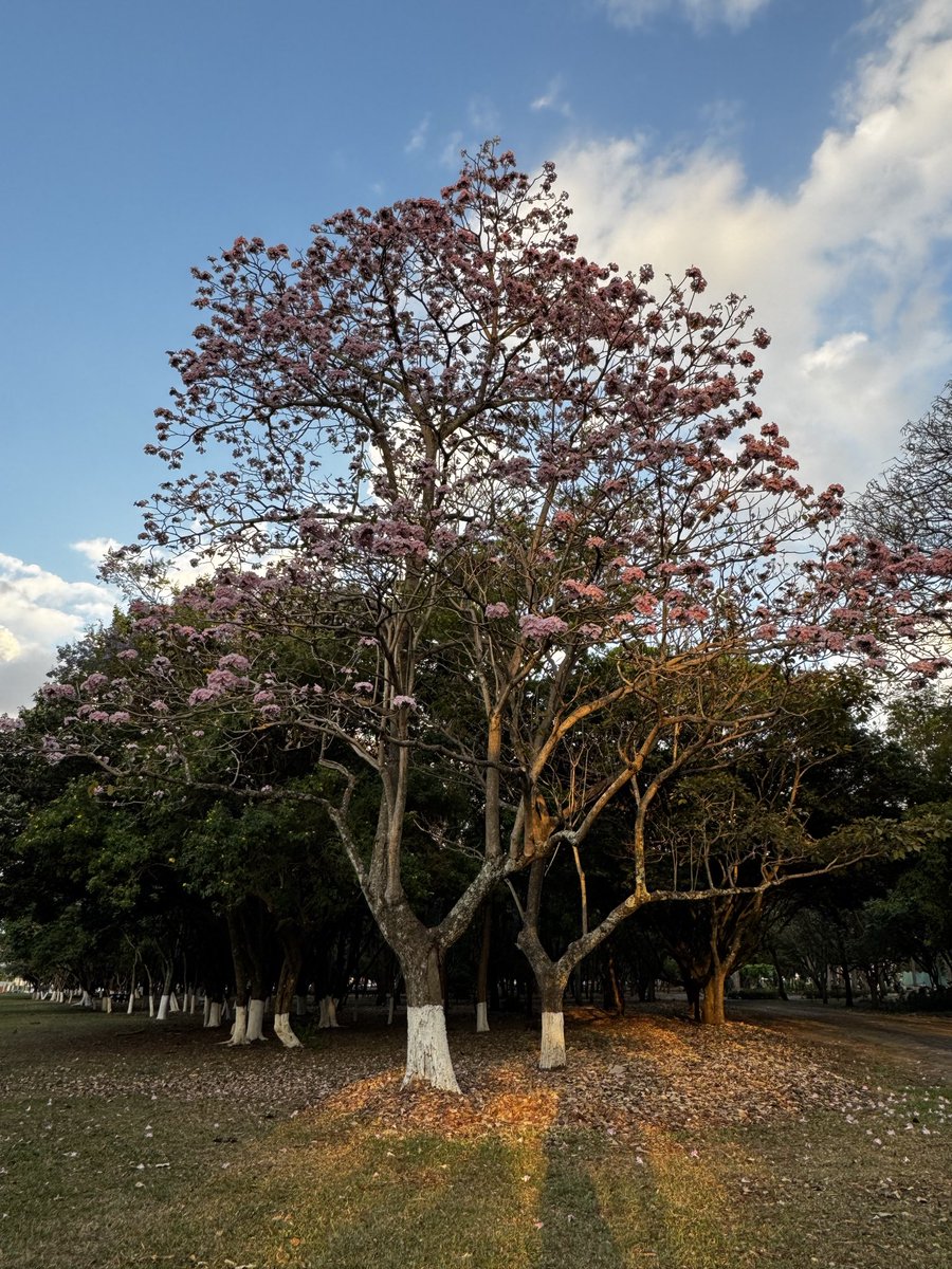 Steph González tweet media