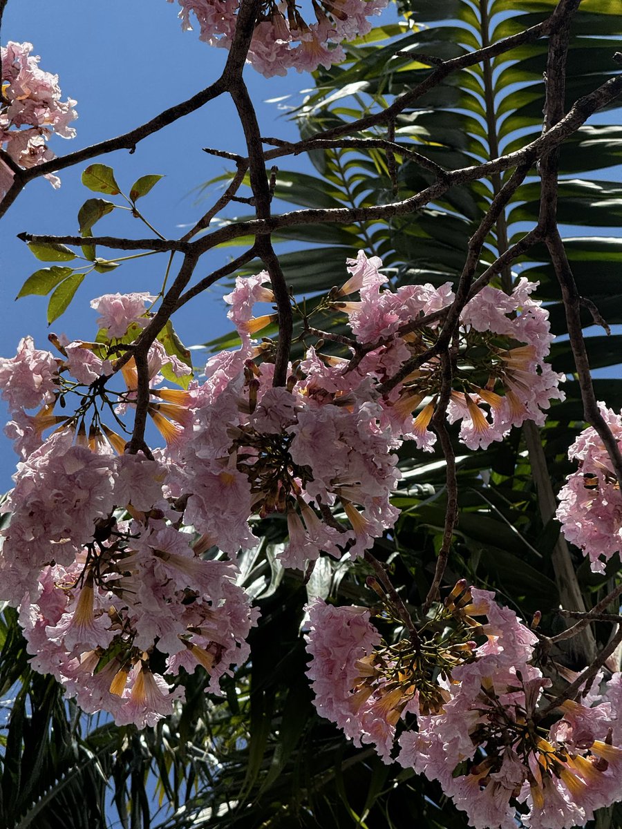 Steph González tweet media