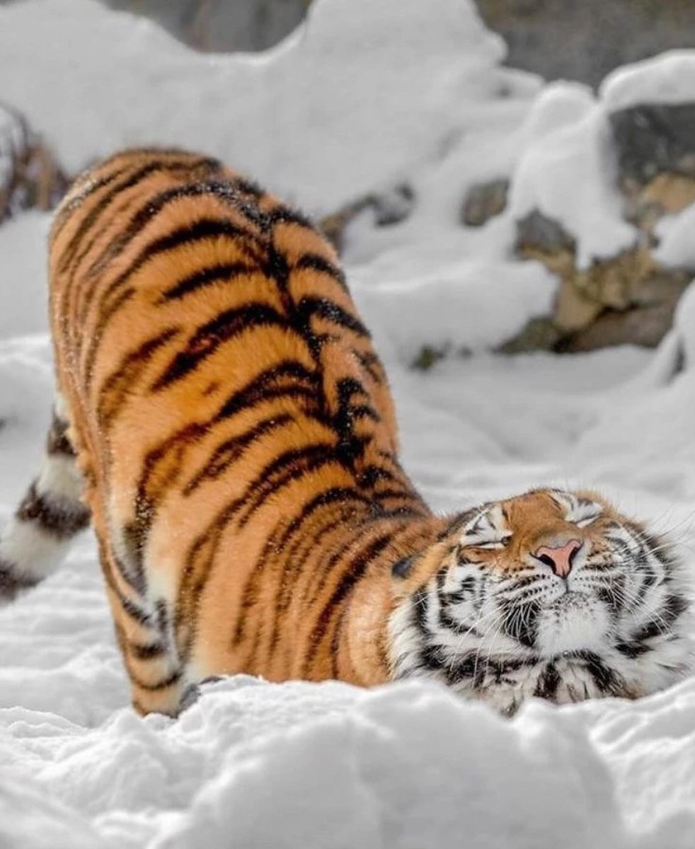 Punch Cat tweet media