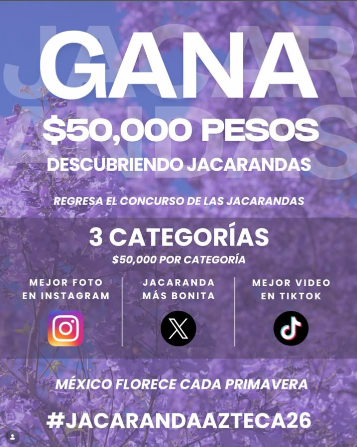 ¡Gana 50 mil pesos con tus fotos de jacarandas! 📸💜

Participa en el concurso #JacarandaAzteca26 y compite por un premio de $50 mil pesos en cada categoría:

✨ Instagram: La foto más creativa y artística.
🌳 X: El árbol de jacaranda más bonito.
🎬 TikTok: El video más creativo.