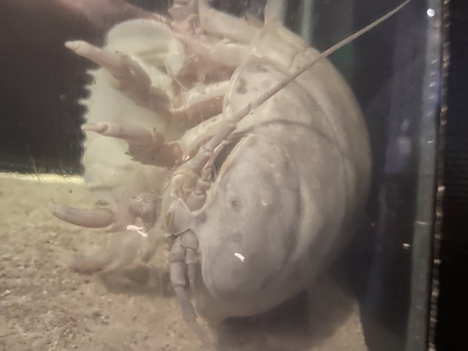 🌧️🐛 io tweet media