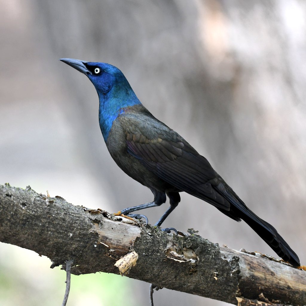 Chris 𓅨 tweet media