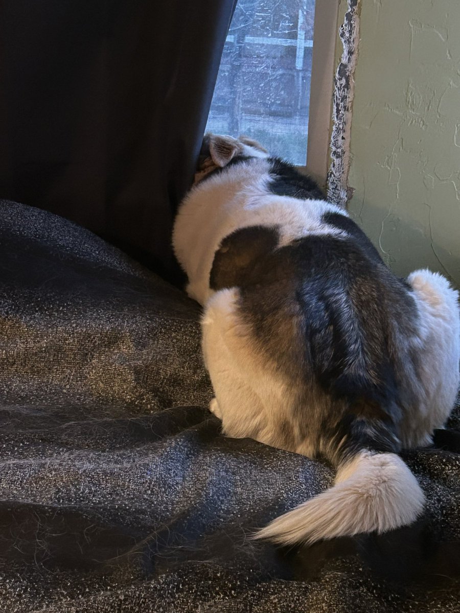 Bruce Thomson tweet media