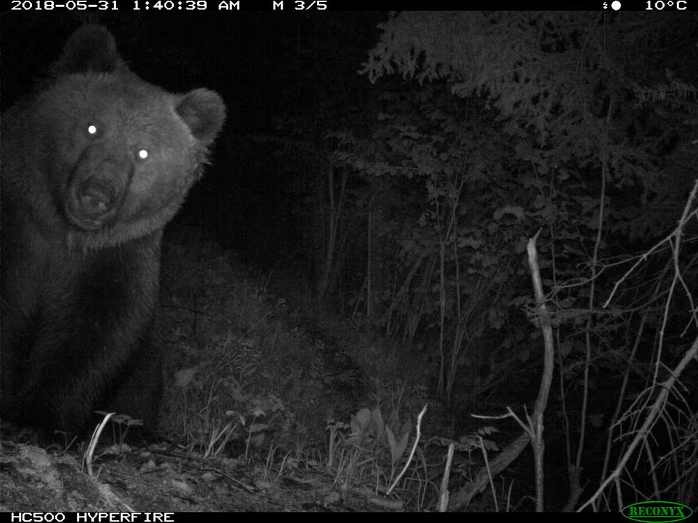 helio tha bwear tweet media