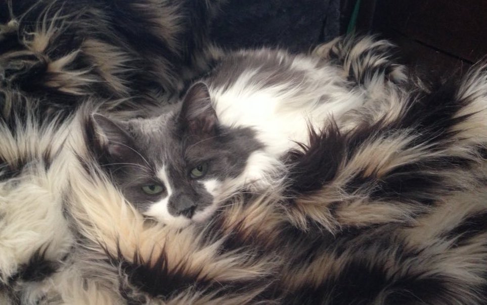 Jen C 🇨🇦 tweet media