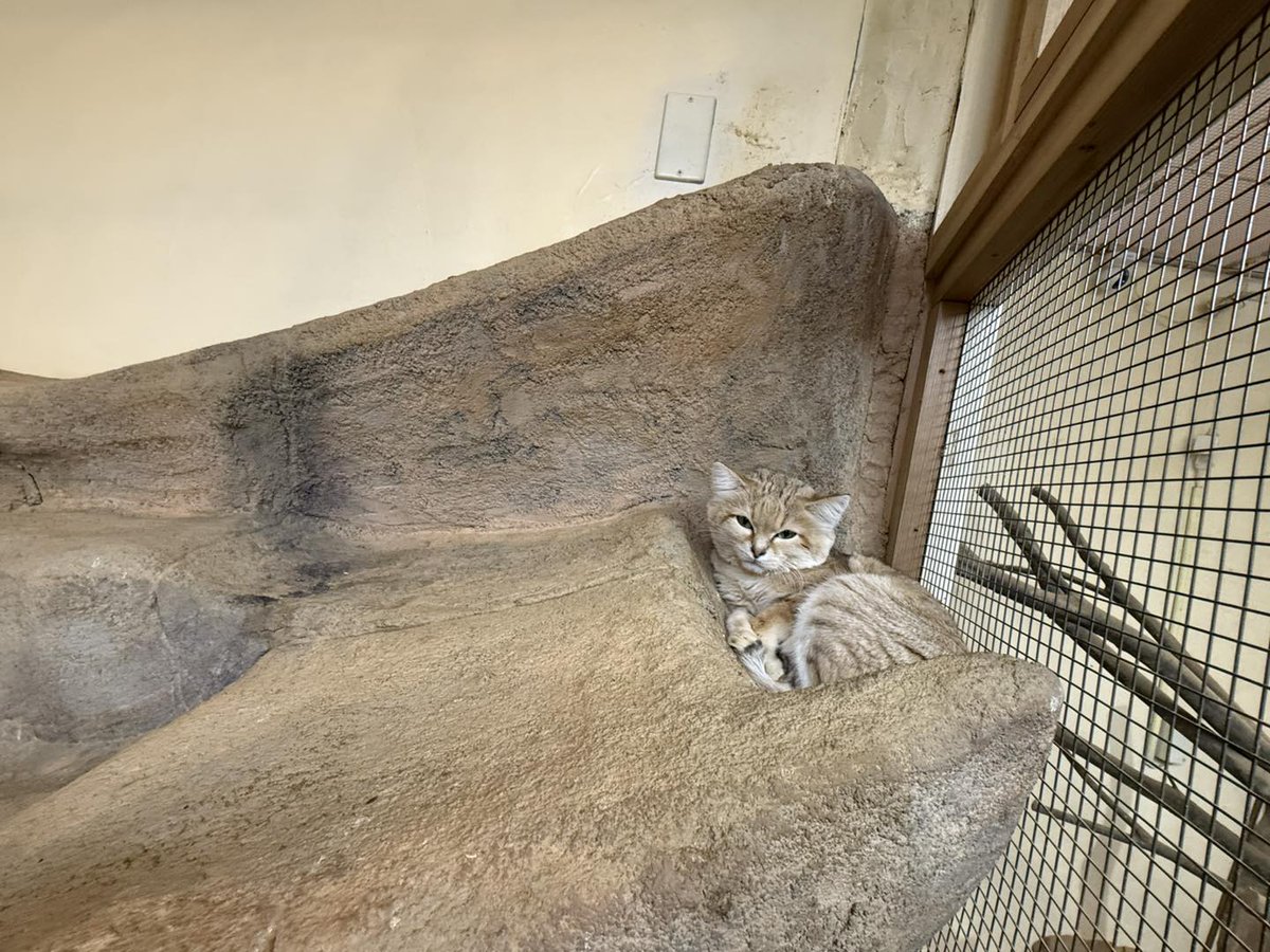 埼玉県こども動物自然公園【公式】🐨 tweet media