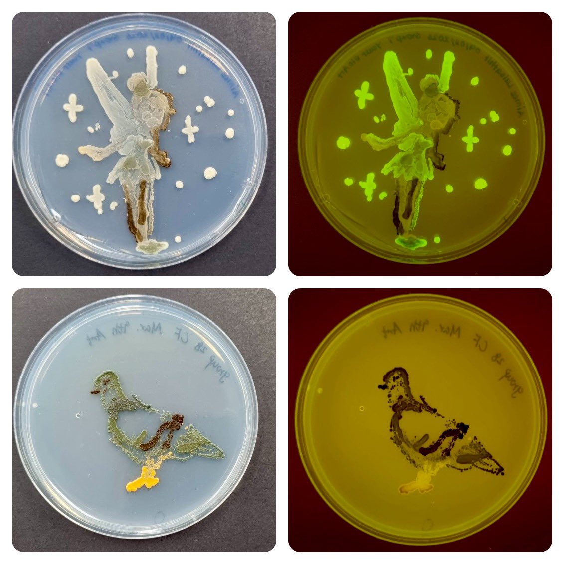 Tom Ellis tweet media