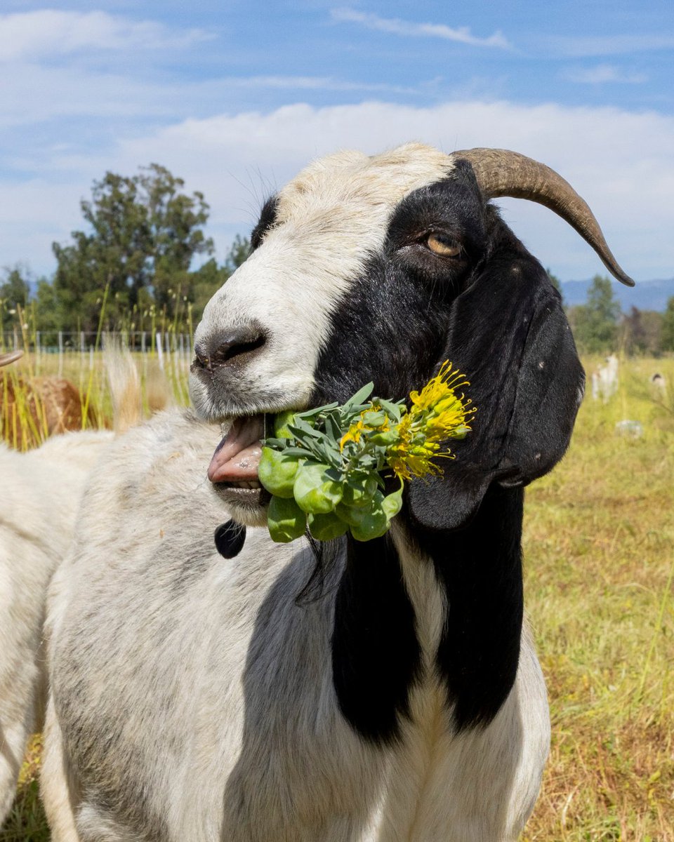 Mayor Karen Bass tweet media