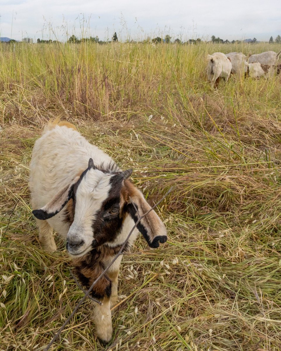 Mayor Karen Bass tweet media