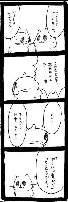 ドワーフキャットタオルちゃん45 