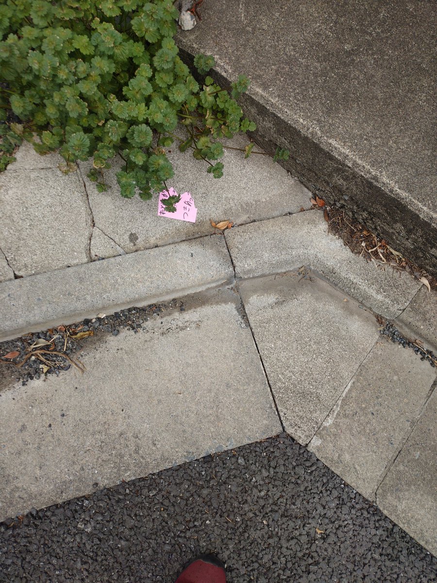 ライ太さん tweet media