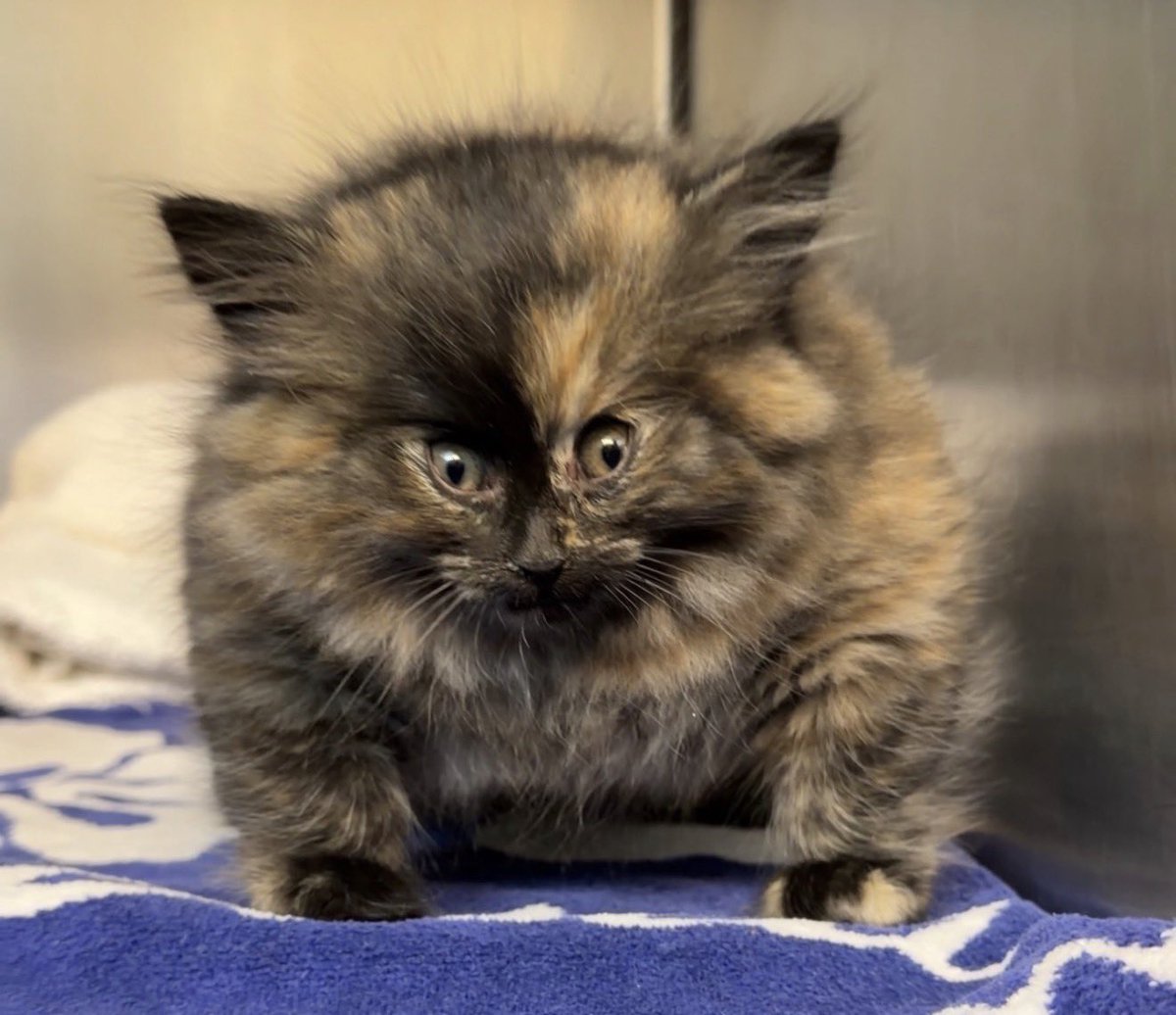 Puff Kitty tweet media