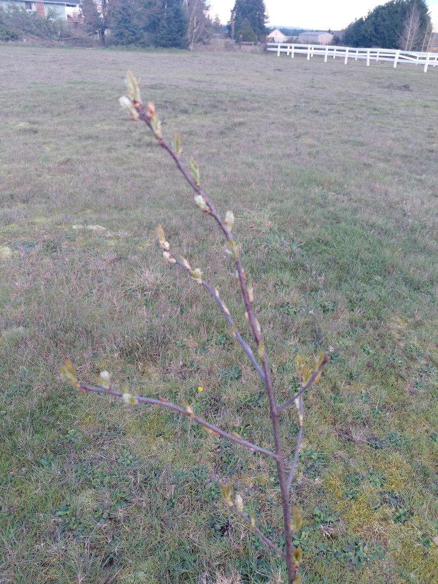 Tj from Washington tweet media